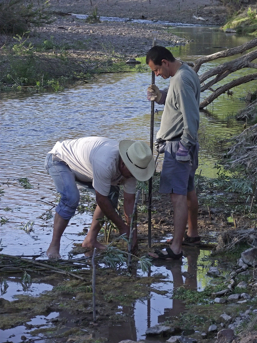 Volunteers working at riparian habitat restoration in Sonora, Mexico