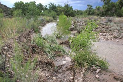 Willow survive 15,000 cfs flood on Mogollon Creek