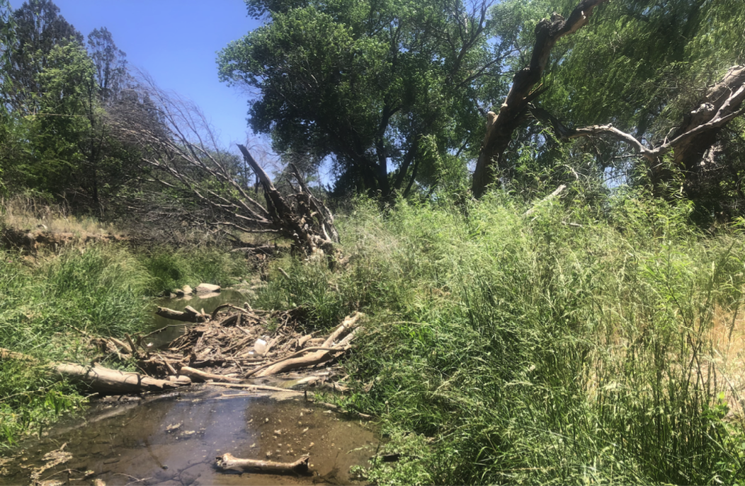 Pole planted willows on river right above a downed cottonwood